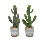 vaso-in-terracotta-con-cactus-d-dot-19xh48cm
