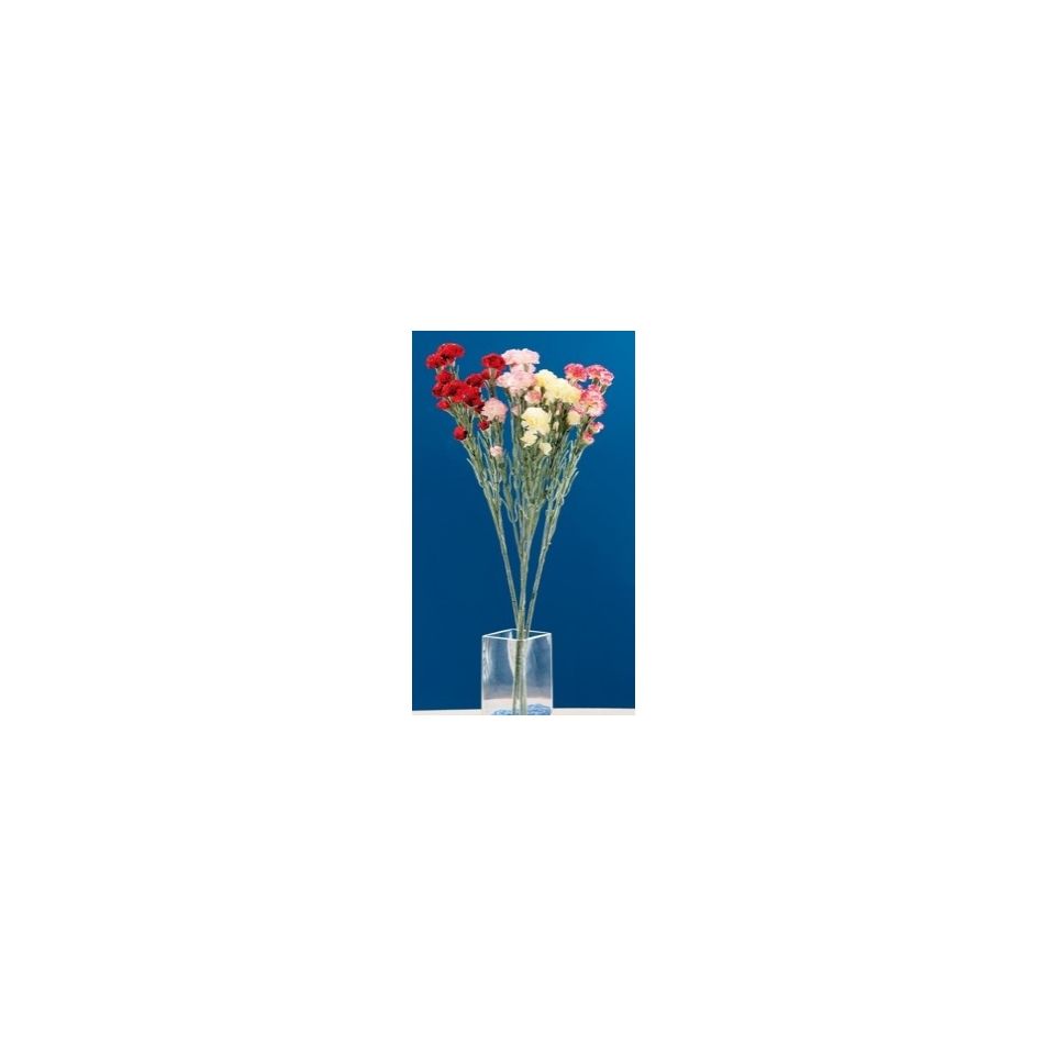 garofano-15fiori-ass4colori-cm64
