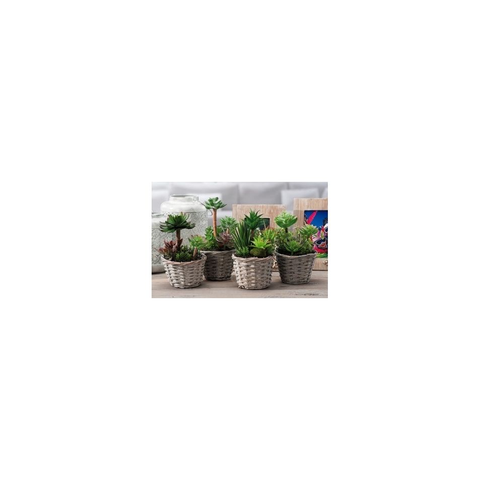 cestino-piantine-gras-a4mod-d15xh23