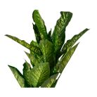 pianta-dieftenbachia-d-dot-70xh150cm-verde-in-pvc