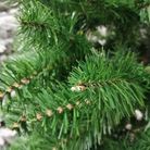 albero-kenya-new-h150cm-388-rami-in-pvc