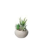 vaso-con-pianta-grassa-decorativa-d-dot-11xh15cm-in-2