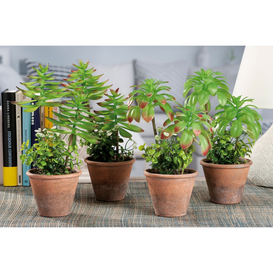 vaso-con-piante-grasse-d-dot-20xh31cm-in-diversi-model
