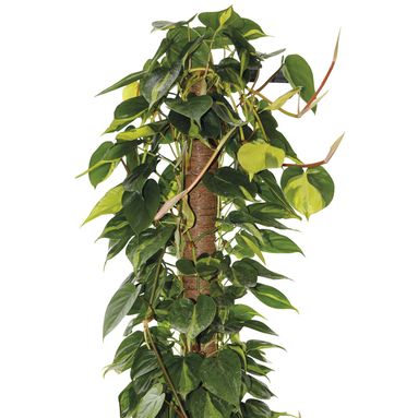 BASTONE MUSCHIATO 100CM
