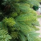 albero-green-1506-rami-in-pvc-h210cm-con-pigne
