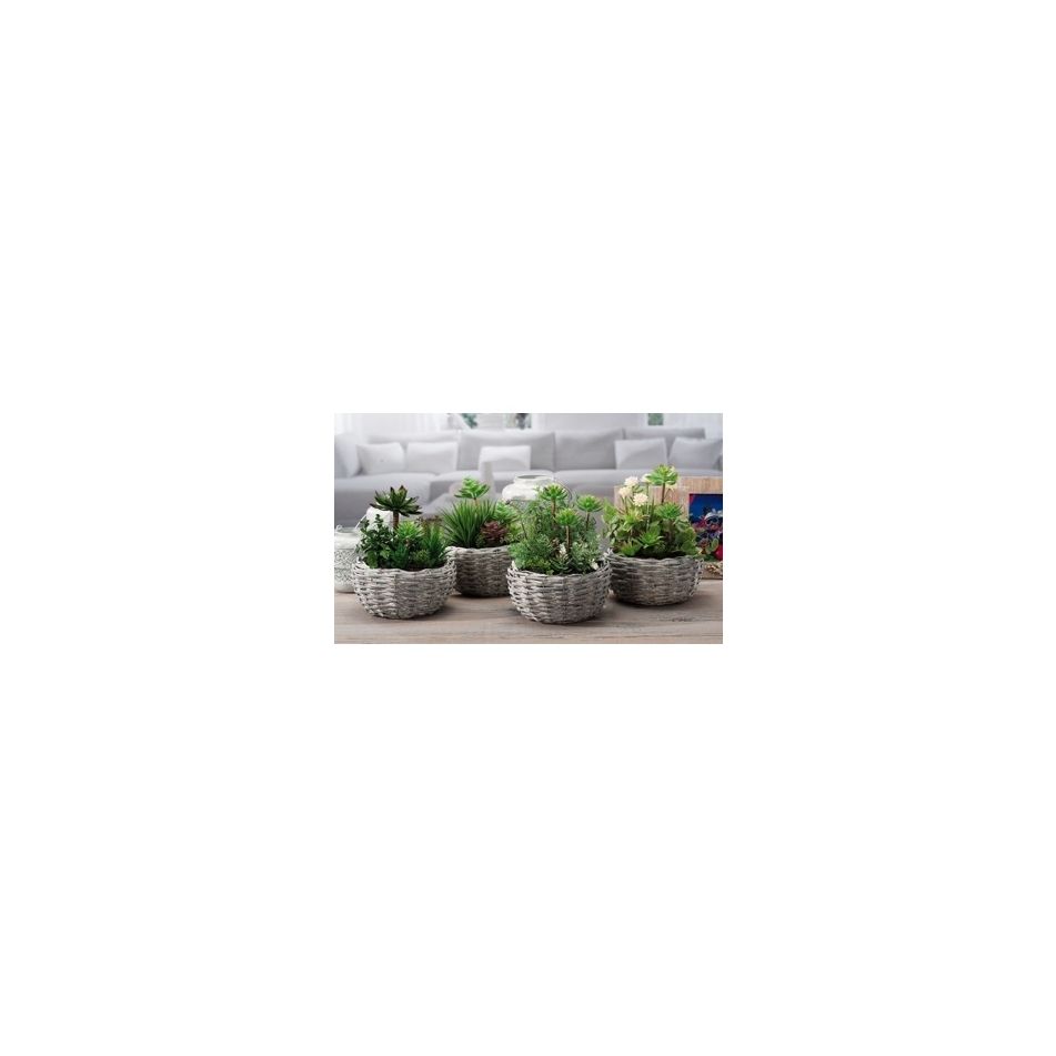 cestino-piantine-gras-a4mod-d24xh26