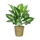 calatea-decorativa-h42cm-in-vaso-simil-naturale