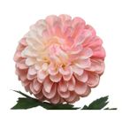 dalia-decorativa-rosa-h75cm