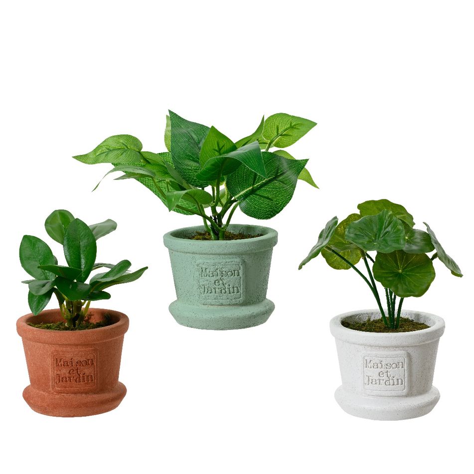 pianta-potos-con-vaso-8x8xh17cm-3-colori