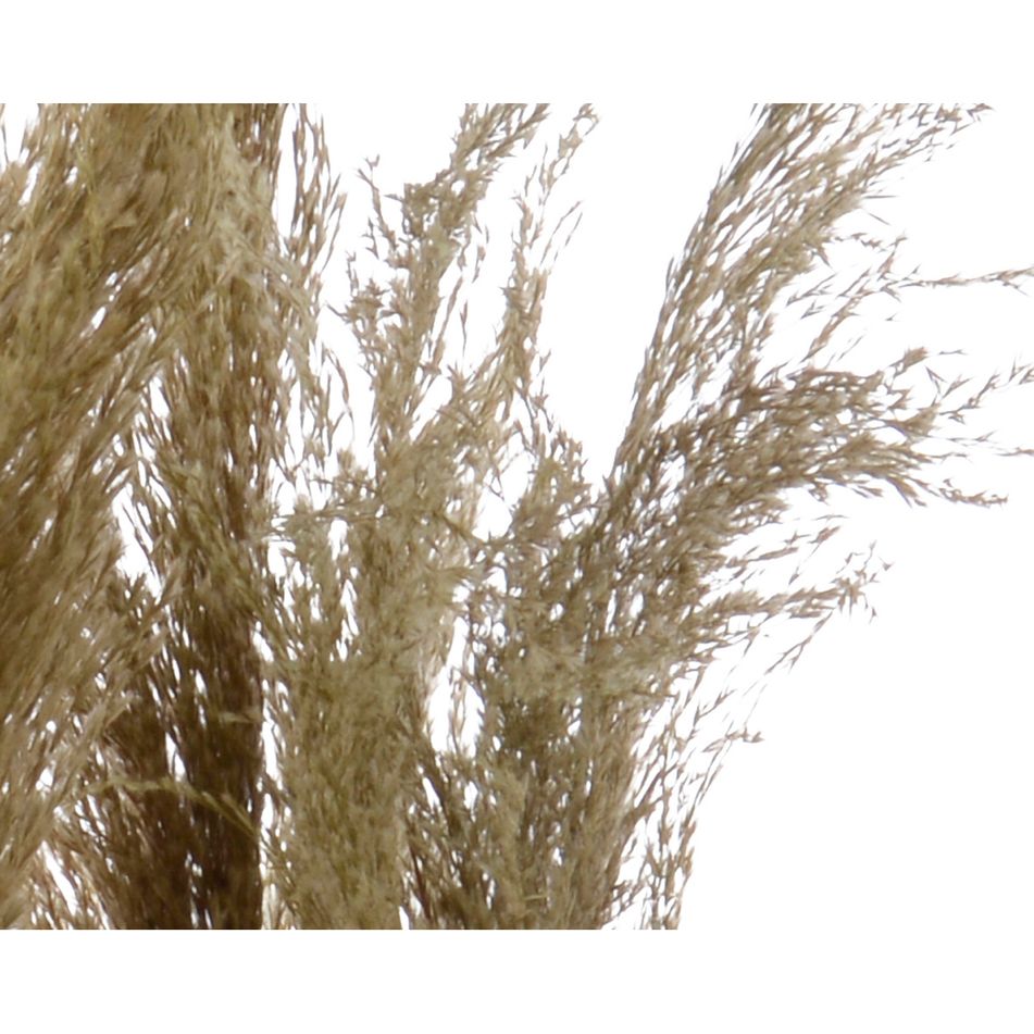 vaso-con-pampas-25x25xh65cm-in-plastica