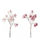 magnolia-innevata-cm88-rosa-slash-bianca