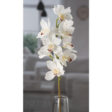 ORCHIDEA BIANCA 11FIORI X DEC CM77
