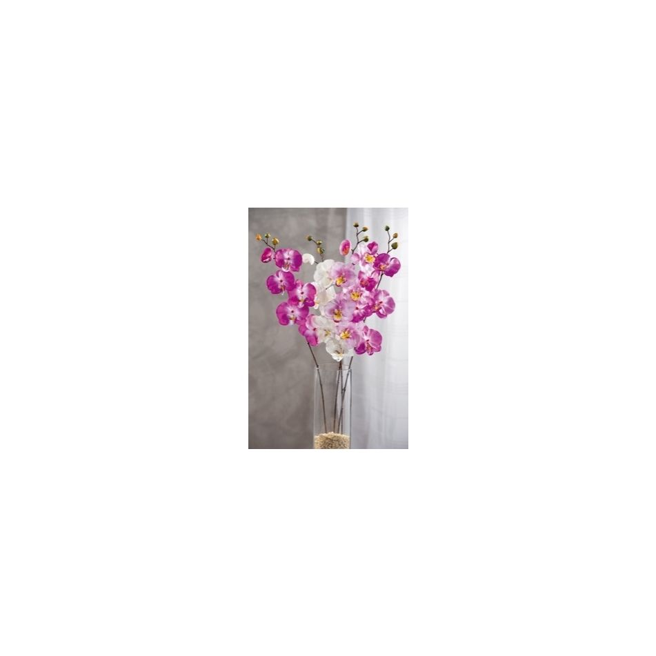 orchidea-5f-1b-ass4col-cm68