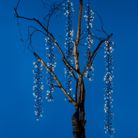 cascata-480-led-bianco-caldo-con-6-rami-da-200cm-e