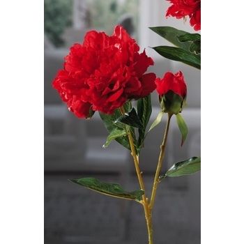 PEONIA 1BOCC X DECORAZ ASS6COL CM79