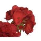 vaso-con-geranio-25x25xh35cm-poliestere-4col-ass