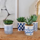 pianta-grassa-h9cm-bianco-slash-blu-vaso-ceramico