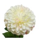 dalia-decorativa-crema-h75cm