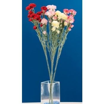 GAROFANO 15FIORI ASS4COLORI CM64