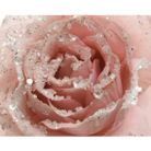 rosa-14cm-rosa-glitterata-con-clip