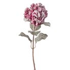 ortensia-innevata-cm85-rosa-slash-arancione