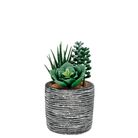 vaso-con-piante-grasse-d-dot-8xh16cm-in-3-modelli