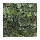 siepe-sempreverde-edera-15x3m