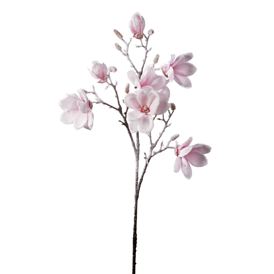 magnolia-innevata-cm88-rosa-slash-bianca