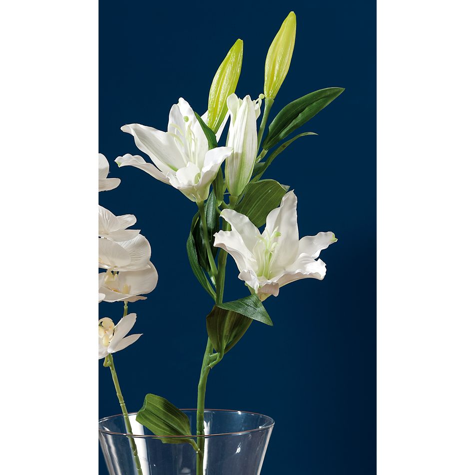 giglio-bia-3fiori-plus-2boc-x-dec-cm885