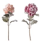 ortensia-innevata-cm85-rosa-slash-arancione