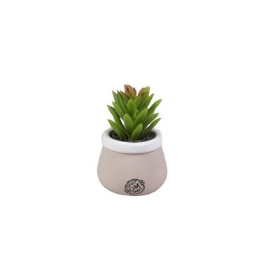 VASO CON PIANTA GRASSA D.5XH10CM IN CERAMICA TORTO