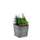 vaso-con-piante-grasse-8x8xh14cm-in-4-colori