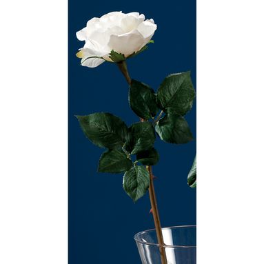ROSA BIANCA X DECORAZIONE CM68