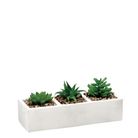 vaso-con-pianta-grassa-decorativa-26x10xh10cm-in-2