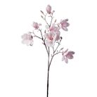 magnolia-innevata-cm88-rosa-slash-bianca