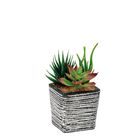 vaso-con-piante-grasse-8x8xh14cm-in-4-colori