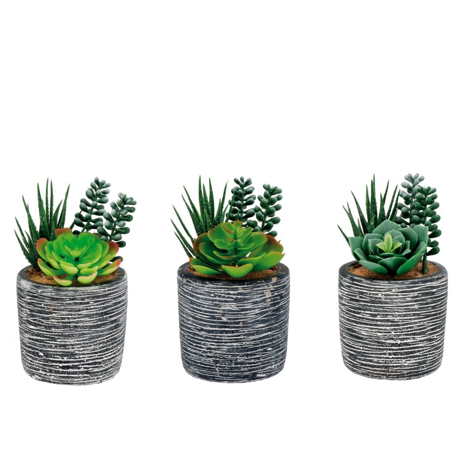 vaso-con-piante-grasse-d-dot-8xh16cm-in-3-modelli