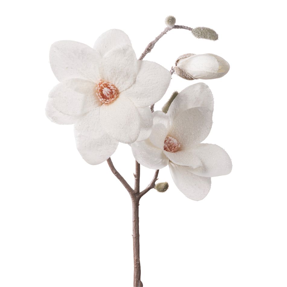 magnolia-innevata-cm50-bianca