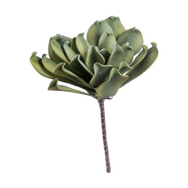 ECHEVERIA DECORATIVA 60CM