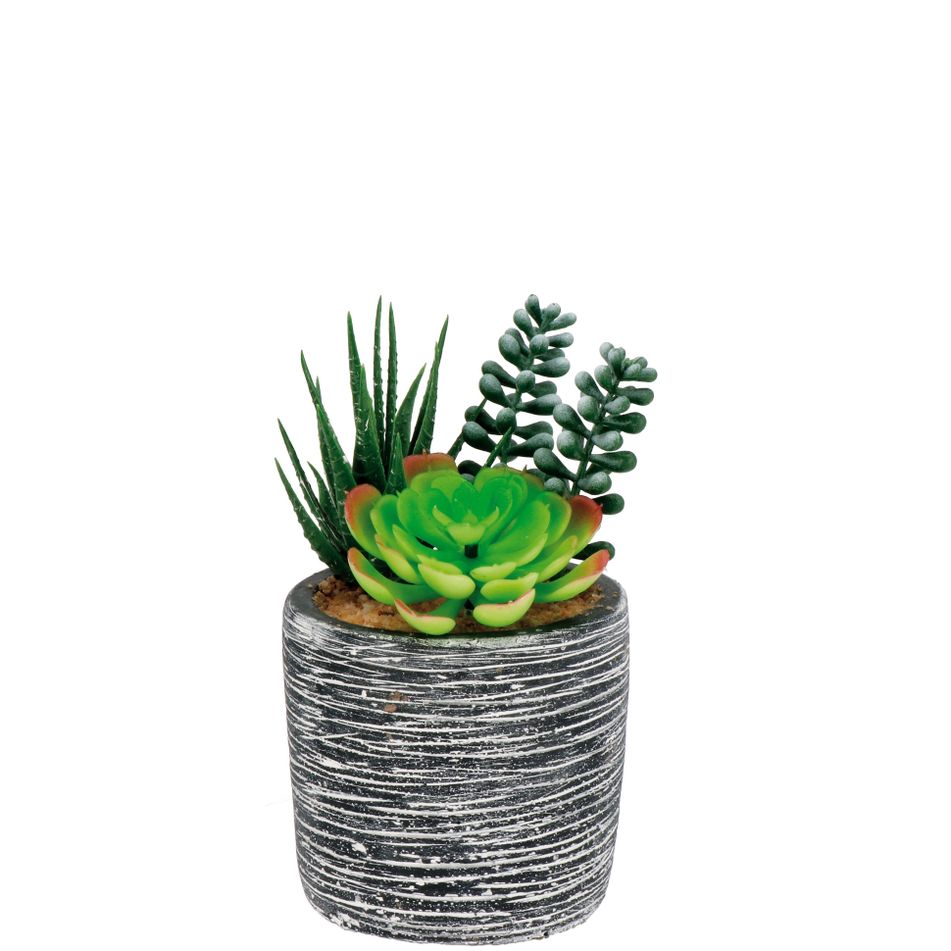 vaso-con-piante-grasse-d-dot-8xh16cm-in-3-modelli