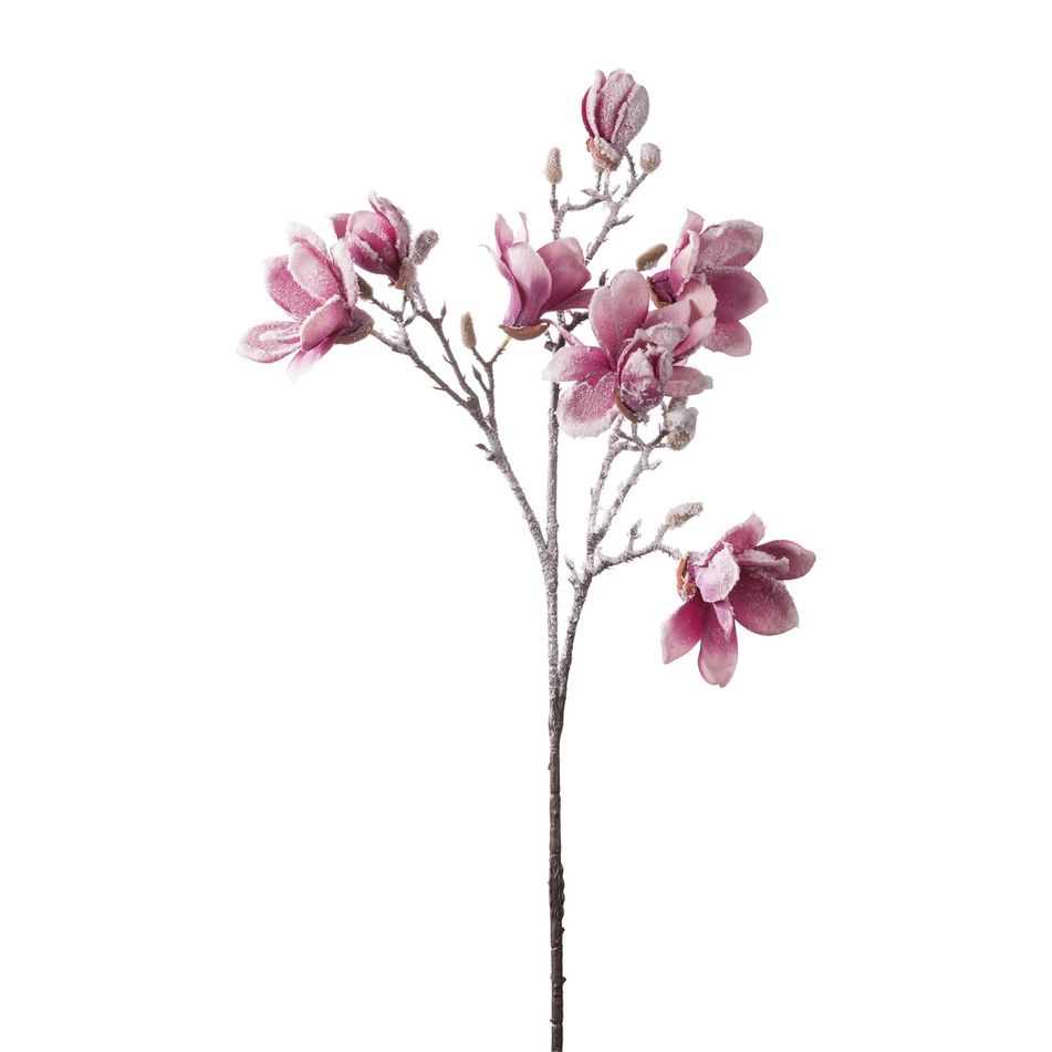 magnolia-innevata-cm88-rosa-slash-bianca