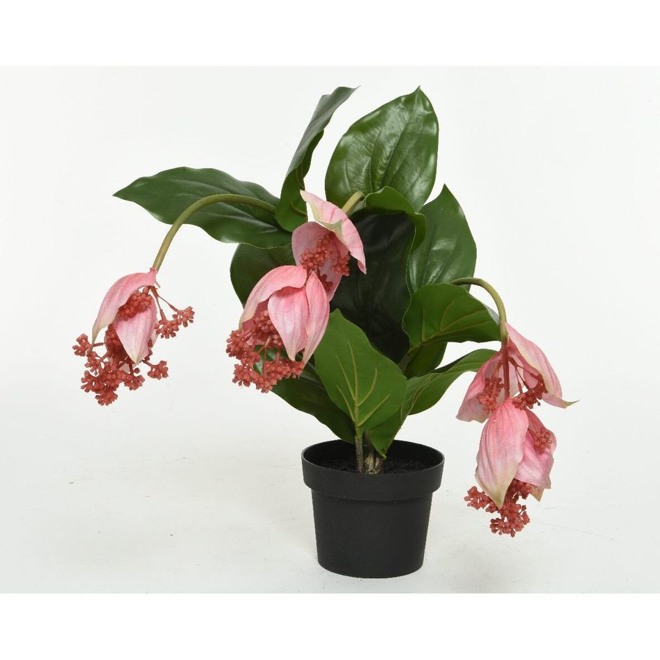 vaso-con-medinilla-50xh42cm