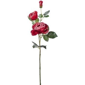ROSA INNEV 2FIORI1BOC NAT ROSS CM73