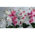 vaso-con-orchidea-d-dot-8xh34cm-in-4-colori-con-5-fior