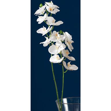ORCHIDEA BIANCA 16FIORI X DEC CM88