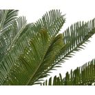 vaso-con-cycas-d-dot-80xh60cm