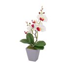 vaso-con-orchidea-d-dot-8xh34cm-in-4-colori-con-5-fior