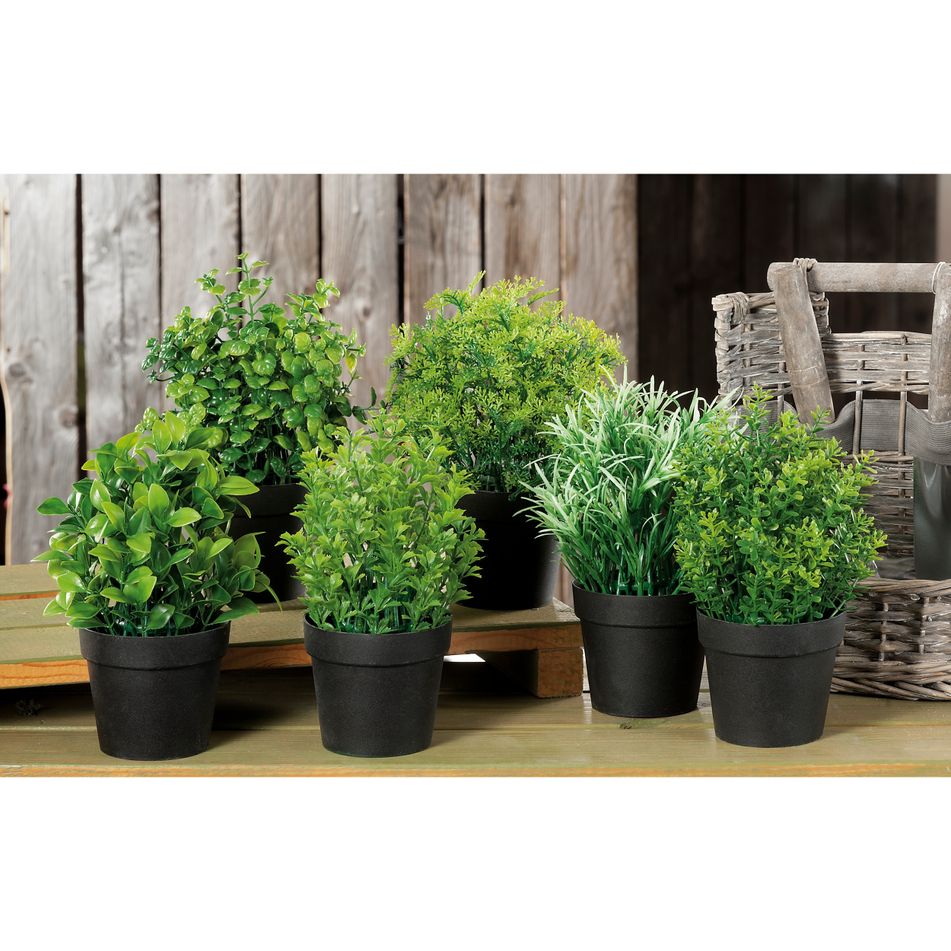 pianta-aromatica-decorativa-d-dot-10xh20cm-in-6-modell