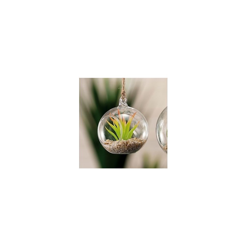 dec-vetro-plus-pianta-grassa-a4m-diam8