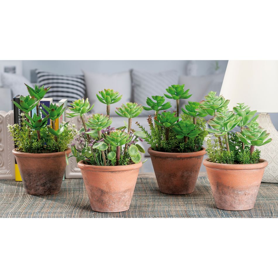 vaso-plus-piantine-gras-a4m-cm10x10xh27